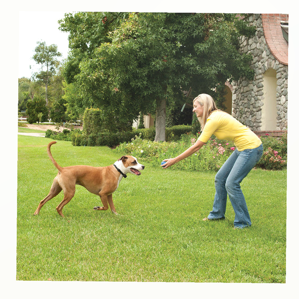 PetSafe Stay & Play Wireless Fence System detail image