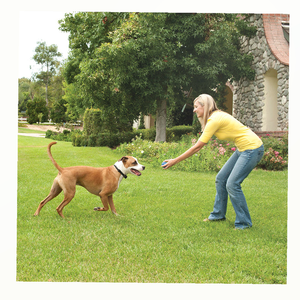 PetSafe Stay & Play Wireless Fence System detail image